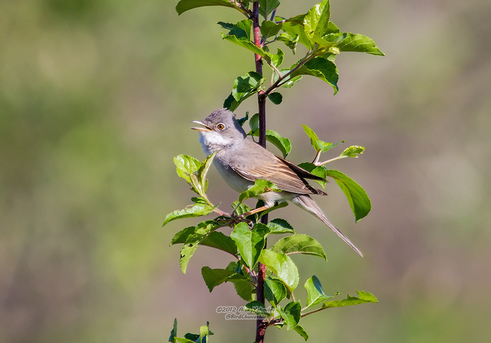 iNaturalist.org. А. Яковлев, Новочебоксарск Чувашия, май 2012