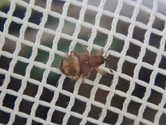 Peristoreus discoideus