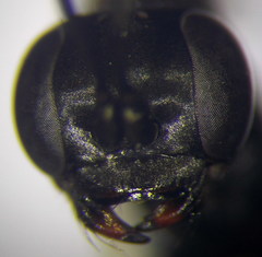 Arachnospila