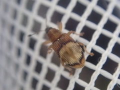 Peristoreus discoideus