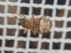 Peristoreus discoideus