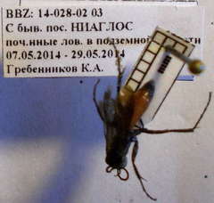 Arachnospila