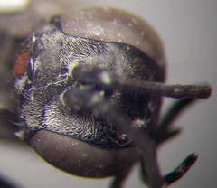 Arachnospila