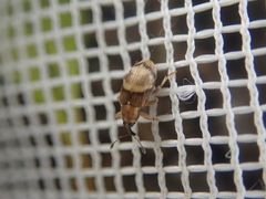 Peristoreus discoideus