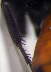 Arachnospila