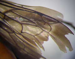 Arachnospila