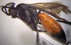 Arachnospila