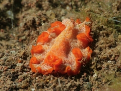 Phrikoceros
