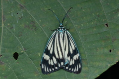 Cyclosia papilionaris