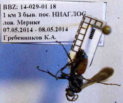 Arachnospila