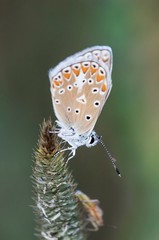 Polyommatus thersites