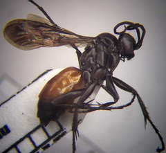 Arachnospila