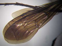 Arachnospila