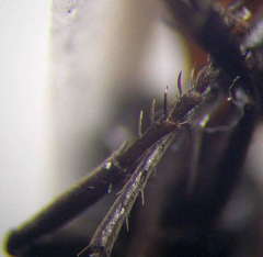 Arachnospila