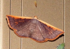 Picromorpha pyrrhopa