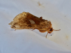 Autographa bractea