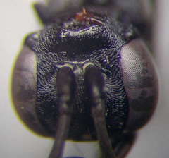 Arachnospila