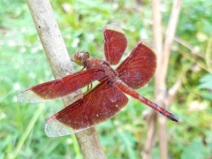 Neurothemis terminata