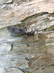 Austroperla cyrene