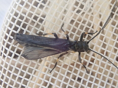 Austroperla cyrene