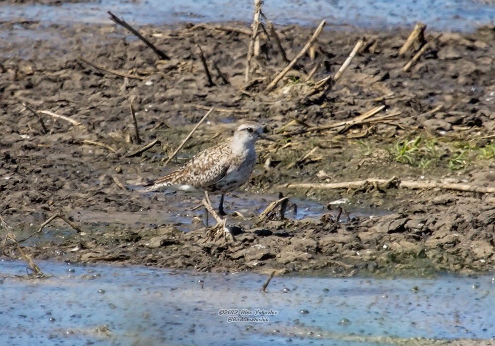 iNaturalist.org. А. Яковлев, Новочебоксарск р-н Чувашия, май 2012