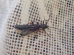 Austroperla cyrene