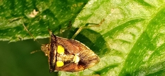 Pentatomoidea