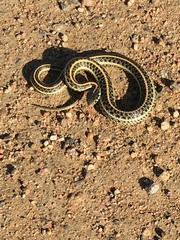 Thamnophis radix