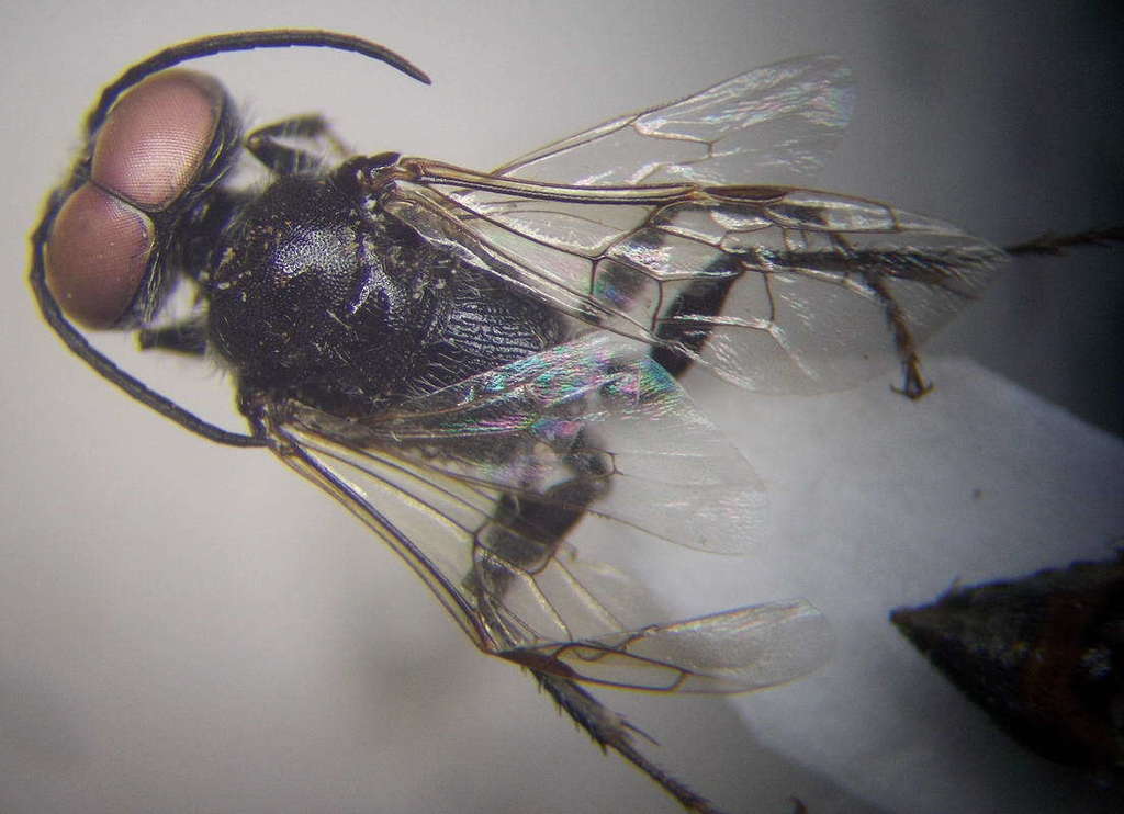 Astata costae