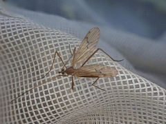Amphineurus insulsus