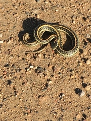 Thamnophis radix