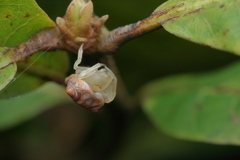 Cyrtarachne sunjoymongai