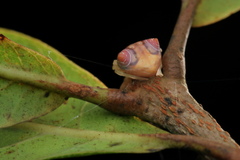 Cyrtarachne sunjoymongai