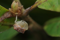 Cyrtarachne sunjoymongai