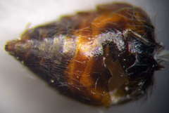Astata costae