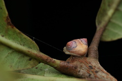 Cyrtarachne sunjoymongai