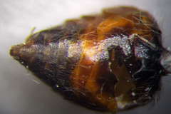 Astata costae
