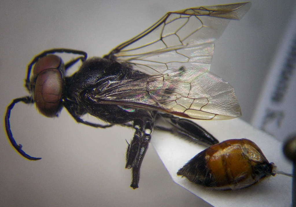 Astata jucunda