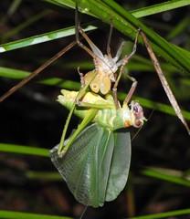 Ozphyllum naskreckii