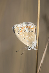 Polyommatus thersites
