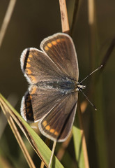 Polyommatus thersites
