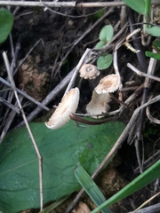 Crinipellis scabella