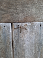 Austrolimnophila argus