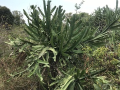 Euphorbia