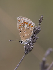 Polyommatus thersites
