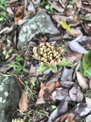 Scadoxus multiflorus