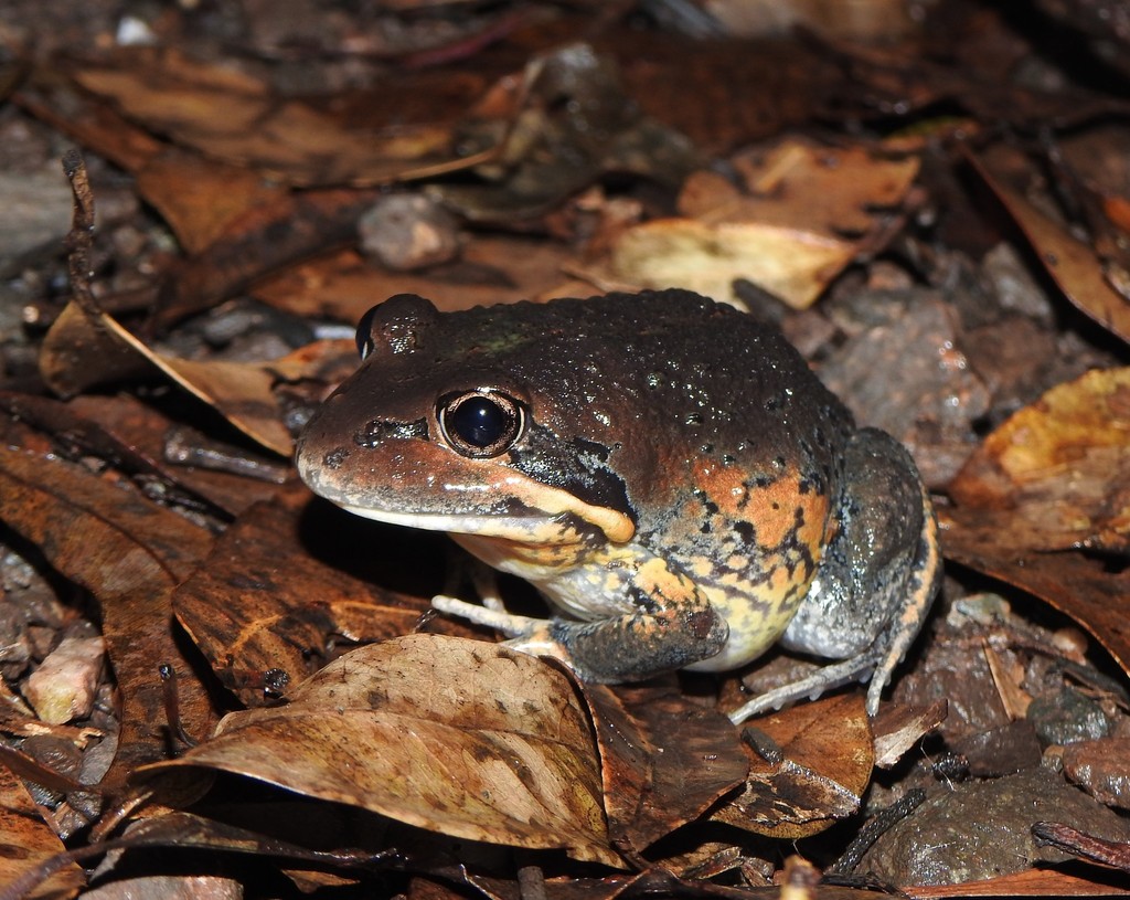Northern Banjo Frog
