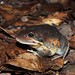 Northern Banjo Frog - Photo (c) Greg Tasney, some rights reserved (CC BY-SA), uploaded by Greg Tasney