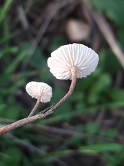 Crinipellis scabella