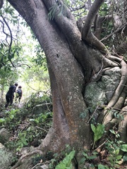 Magnoliopsida